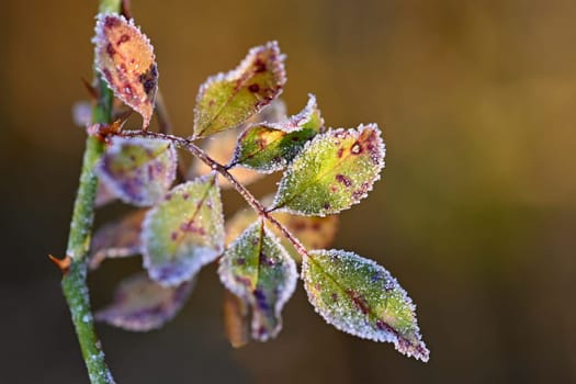 Frost and snow on branches. Beautiful winter seasonal  background. Photo of frozen nature.