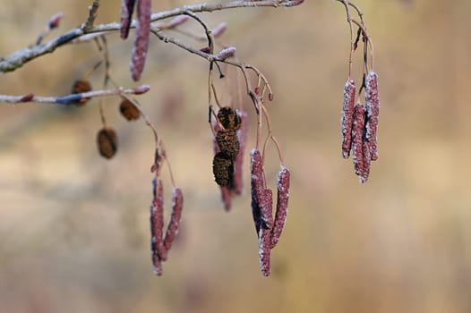 Beautiful shot of tree with berries. Colorful nature background with sun. Alnus incana - Moench.