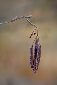 Beautiful shot of tree with berries. Colorful nature background with sun. Alnus incana - Moench.