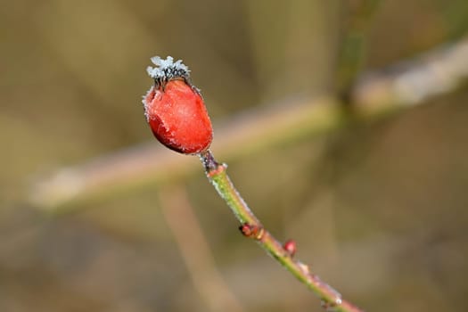 Frost on branches. Beautiful winter seasonal natural background.frost rosehip bushes