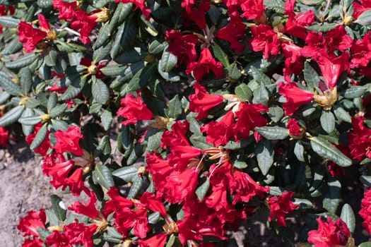 dark red creeping rhododendron Scarlet Wonder, colorful with ruffled bell shaped flowers and dark green dense leaves, floral evergreen shrub for garden, floral background,High quality photo