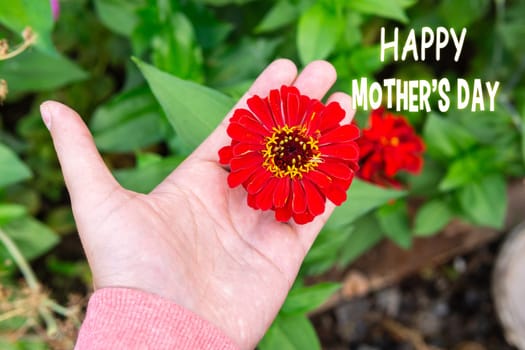 Celebrating Mothers Day With A Delicate red Zinnia Flower In A Loving Hand