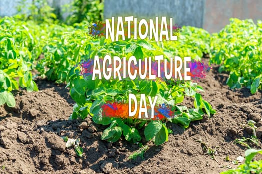 Fresh young crops grow robustly in sun-kissed soil, commemorating National Agriculture Day