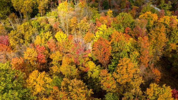 An Aerial View of a Colorful Autumn Forest on a Sunny Fall Day