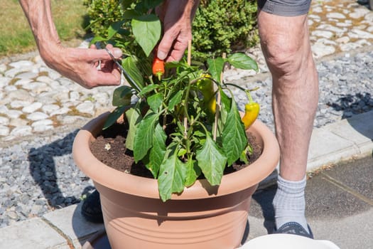 Woman picking ripe cherry tomatoes in a pot on the terrace,housewife doing home gardening in her mini vegetable plantation on a sunny day,organic food without chemical treatment,seasonal harvesting