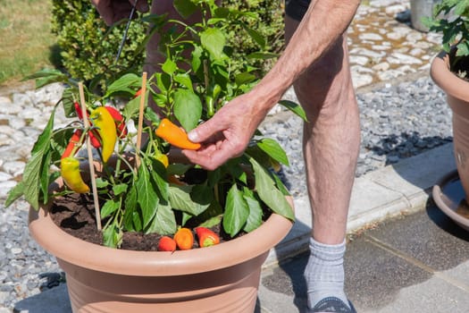 Woman picking ripe cherry tomatoes in a pot on the terrace,housewife doing home gardening in her mini vegetable plantation on a sunny day,organic food without chemical treatment,seasonal harvesting