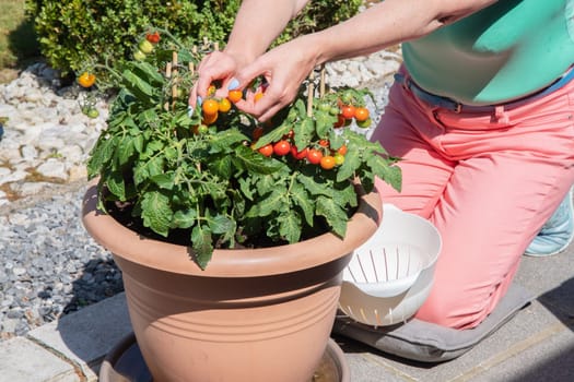 Woman picking ripe cherry tomatoes in a pot on the terrace,housewife doing home gardening in her mini vegetable plantation on a sunny day,organic food without chemical treatment,seasonal harvesting