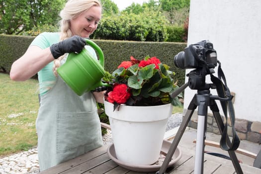 Middle-aged blonde woman watering seedlings of red begonia flower while blogging on social media about gardening, how to transplant flowers into a large pot High quality photo