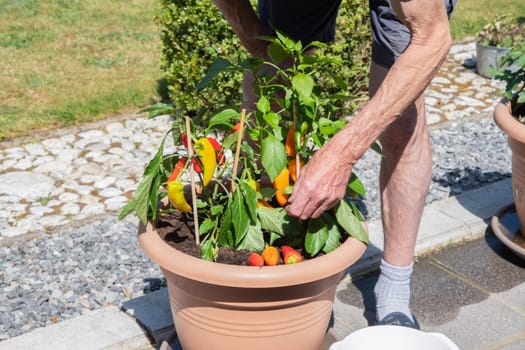 Woman picking ripe cherry tomatoes in a pot on the terrace,housewife doing home gardening in her mini vegetable plantation on a sunny day,organic food without chemical treatment,seasonal harvesting