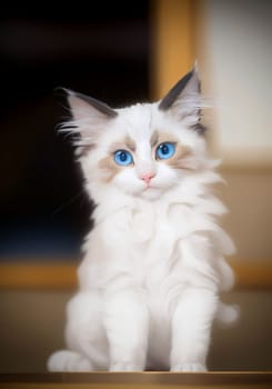 Beautiful young white purebred Ragdoll kitten with blue eyes, portrait. AI generated image.