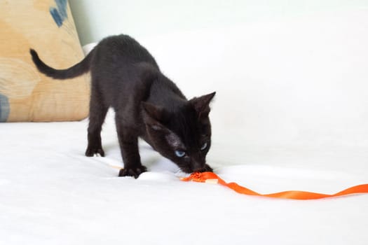 Black kitten playing with a rope close up