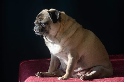 old pug sitting on the sofa