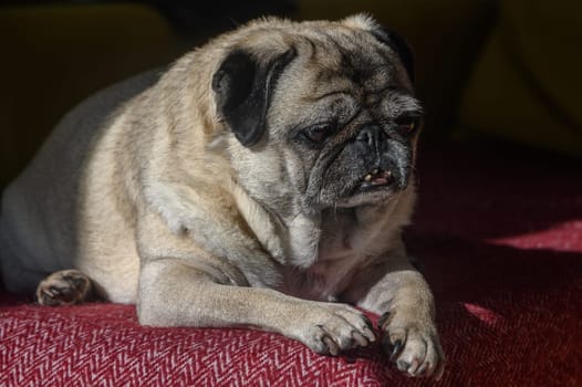 old pug lying on the sofa, a ray of sunshine 8