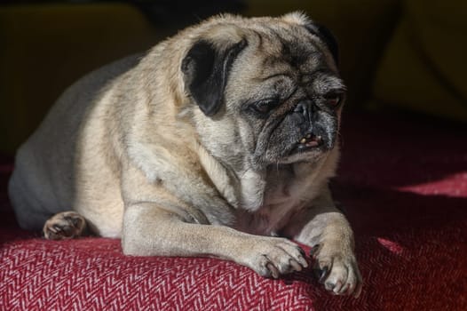old pug lying on the sofa, a ray of sunshine 9