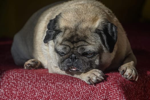 old pug lying on the sofa, a ray of sunshine