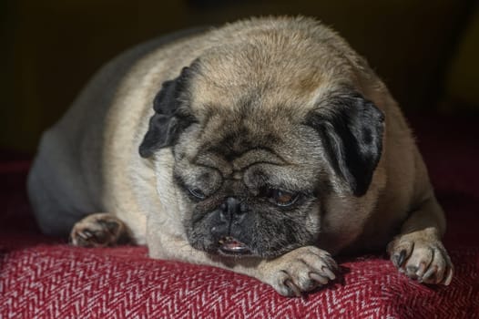 old pug lying on the sofa, a ray of sunshine 1