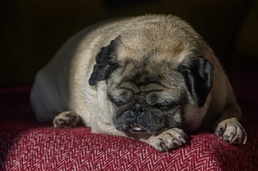 old pug lying on the sofa, a ray of sunshine 3