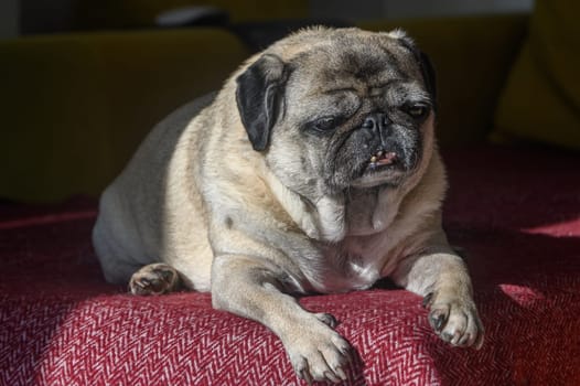 old pug lying on the sofa, a ray of sunshine 4