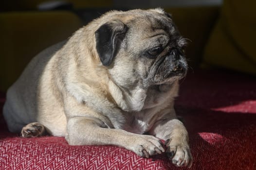 old pug lying on the sofa, a ray of sunshine 5