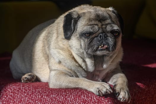 old pug lying on the sofa, a ray of sunshine 7