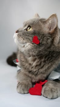 A cute gray cat scottish straight is wearing a chirt with red heart patterns and a red bowtie on February 14 for Valentine's Day. The pet is lying down on surface white background