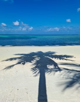 Palm trees on the beautiful beaches of the Indian Ocean in the Maldives