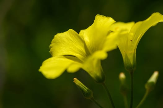 flowers yellow bells on a sunny day Mediterranean 1