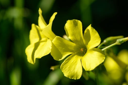 flowers yellow bells on a sunny day Mediterranean 3
