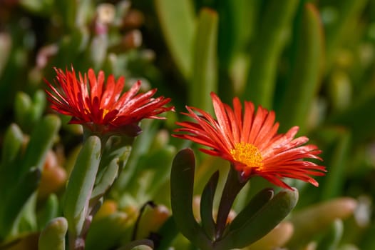 flowers red malefora crocea on a sunny day Mediterranean