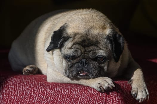 old pug lying on the sofa, a ray of sunshine 10