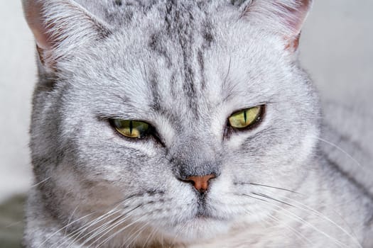 Close-up of a cat's muzzle. Scottish cat with green eyes