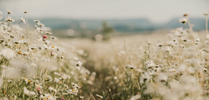 Daisy Chamomile background. Beautiful nature scene with blooming chamomilles in sun flare. Sunny day. Summer flowers