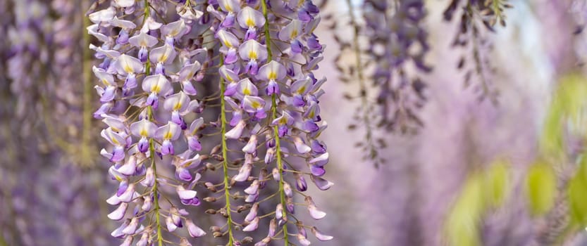 Blooming Wisteria Sinensis with classic purple flowers in full bloom in drooping racemes against the sky. Garden with wisteria in spring