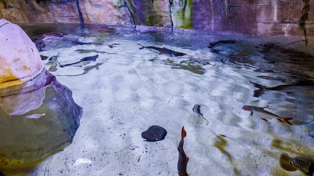 In the inviting environment of a small local zoo, a captivating variety of fish, each with their unique shapes, sizes, and colors, is beautifully displayed for the enjoyment and education of its visitors.
