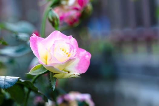 Isolated of yellow rose with pink edges in garden. Gorgeous vibrant Yellow Pink Two Tone Rose In The garden