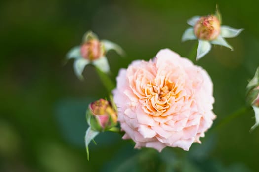 Closeup of light pink, orange rose in garden with green blur background.