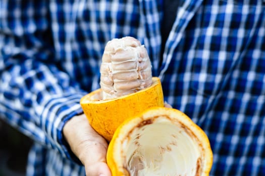 Woman Farmer holding a ripe cocoa fruit with beans inside.