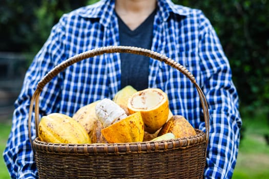 Close-up image of a woman holding a basket of Cocoa pod. Cut in half ripe cacao pods or yellow cacao fruit Harvest cocoa seeds on a basket