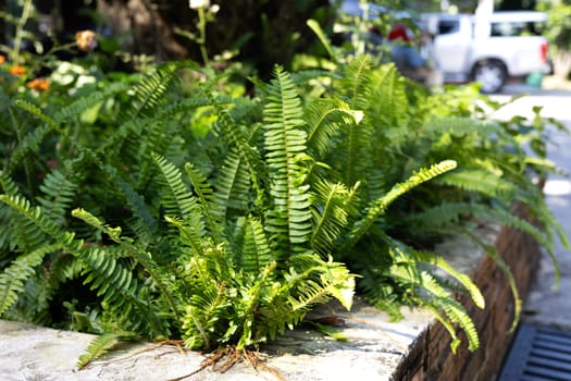 Rows of fern in a long pot growing up onto terracotta colored bricks and blocks