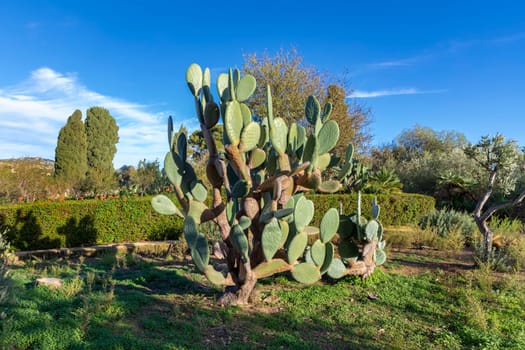 Big cactus at garden of the Villa Aurea in Valley of the Temples, Agrigento, Sicily, Italy