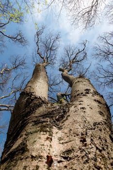 Big tall tree, viewed from bottom to top