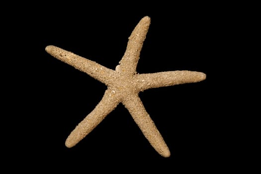 Starfish, isolated on black background.