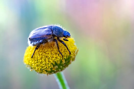 A scraper beetle on a yellow flower. Blurred background