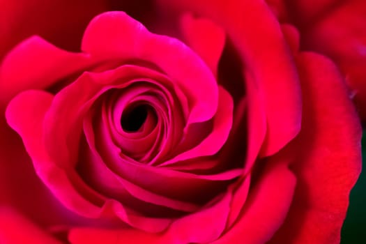 Beauty blooming red rose Close up