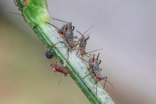Amazing detailed macro of many aphids on the plant. 