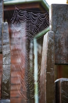 Beauty cobweb with raindrops on an old fence
