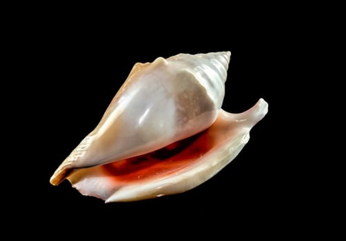 Strombidae seastar shell on a black background