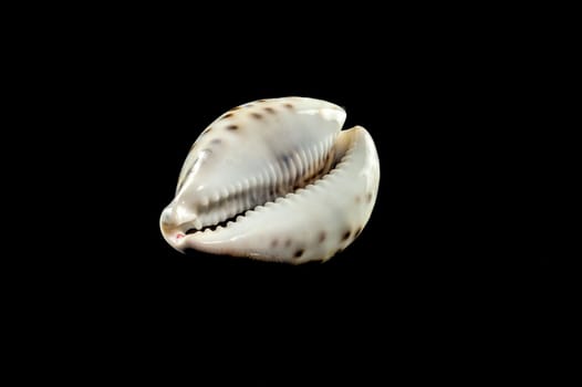 Close-up of Tiger Cowrie sea shell on a black background