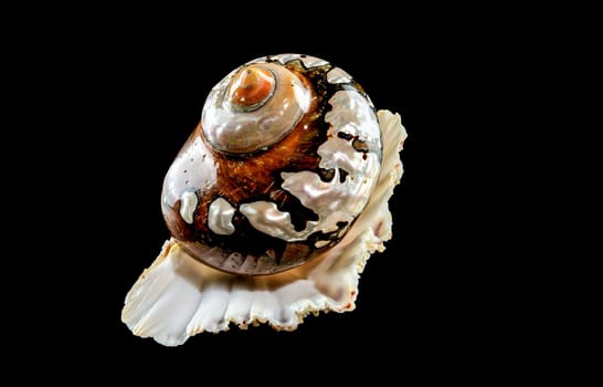 Pearly snail sea shell of Turbo sarmaticus South African turban on a black background