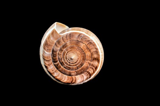 Close-up of Conus Figulinus sea shell on a black background